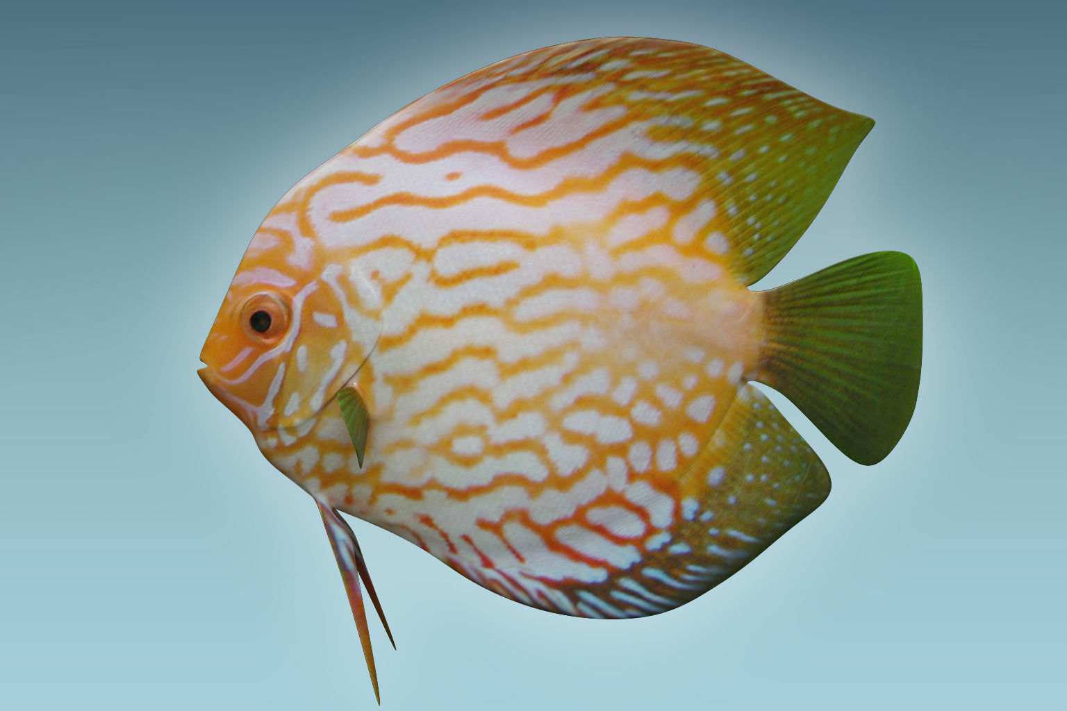 Discus Fish 7 3D model_1