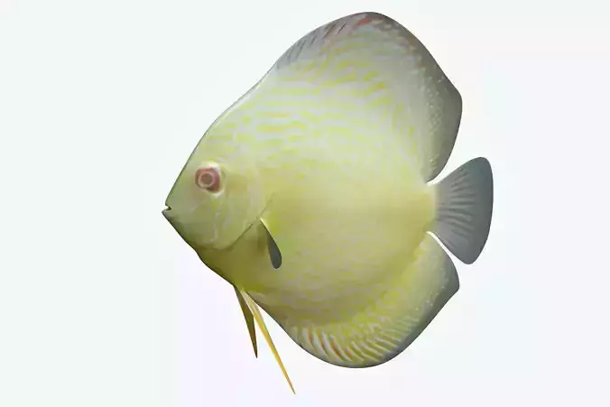 Discus Fish 9