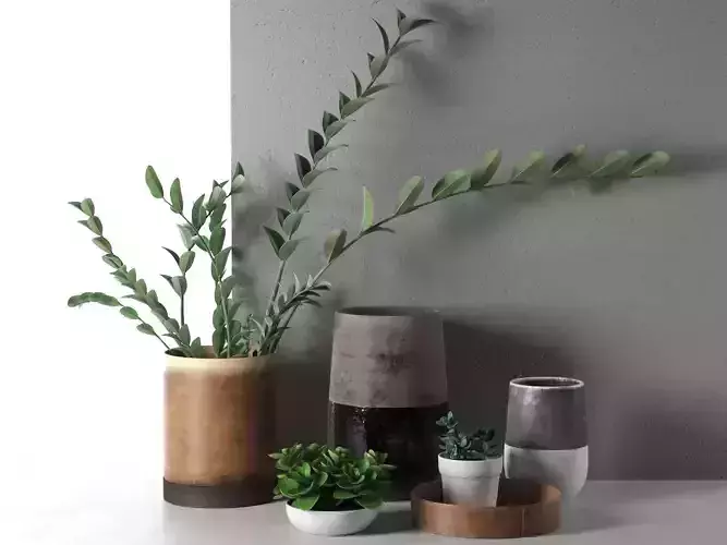 Plants in Vases