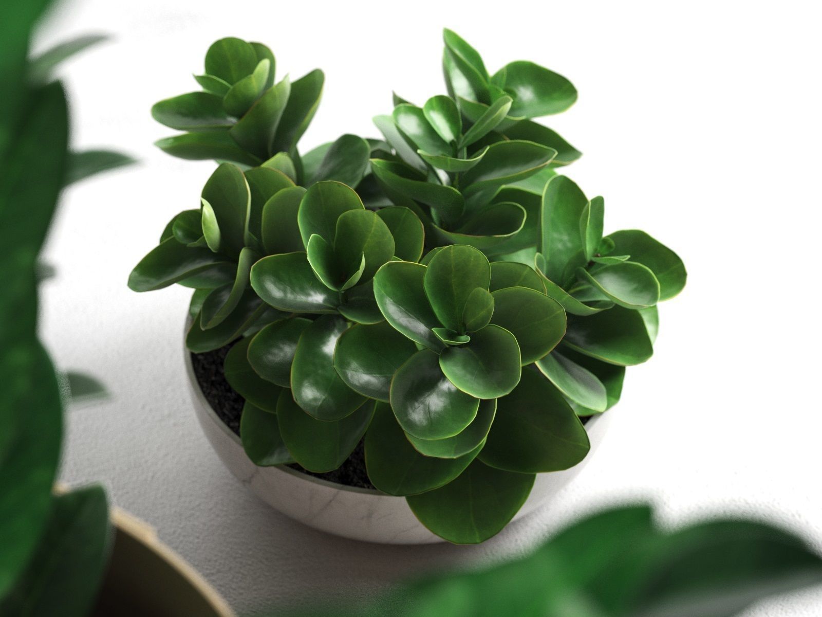 Plants in Vases 3D model_3