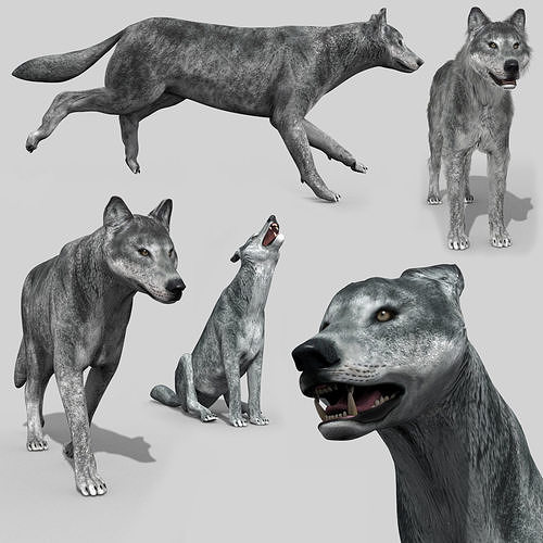 Wolfgang - 3d animated wolf model Low-poly 3D model