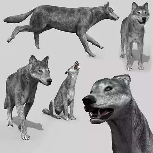 Wolfgang - 3d animated wolf model Low-poly 3D model