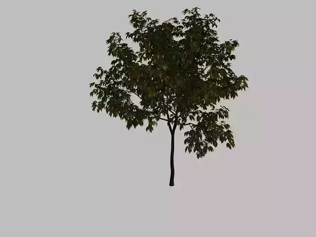 Tree short