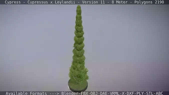 Cypress - Cupressus x Leylandii - Version 11 - 8 Meter 3D model