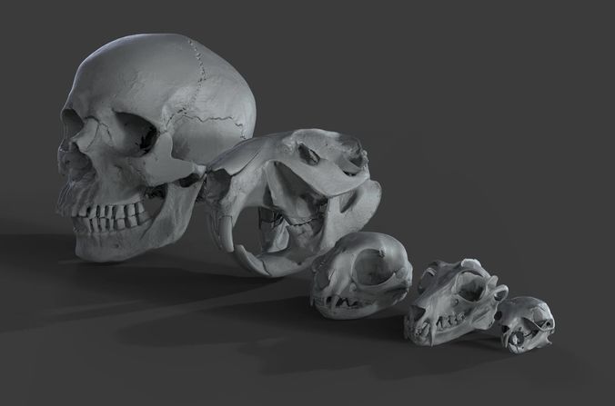Scanned Skulls Various  3D model