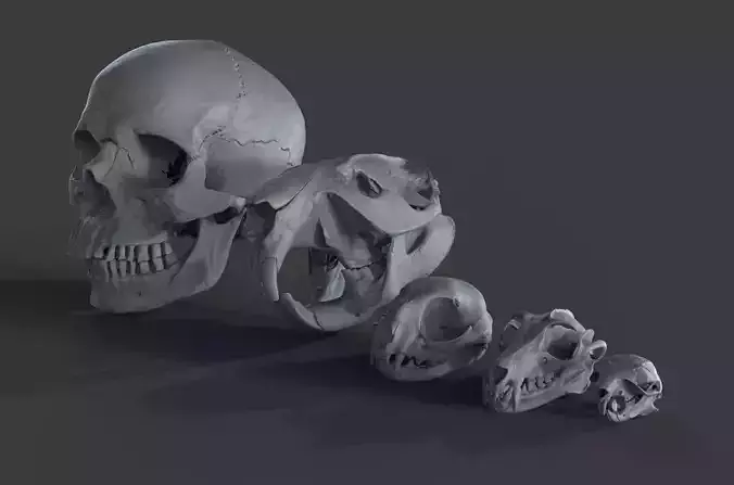 Scanned Skulls Various  3D model
