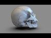 Scanned Skulls Various  3D model_1