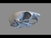 Scanned Skulls Various  3D model_2