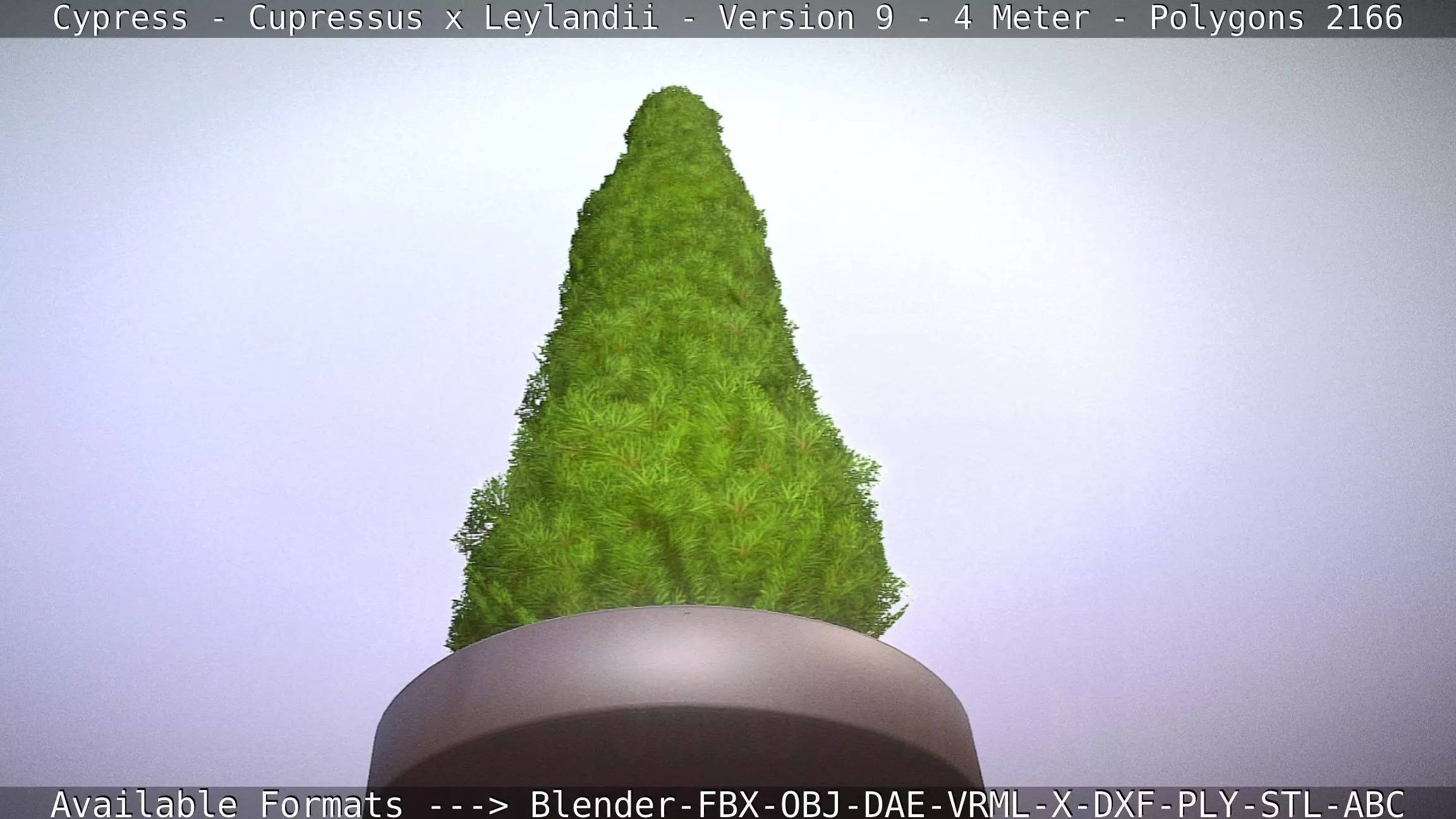 Cypress - Cupressus x Leylandii - Version 9 - 4 Meter Low-poly 3D model