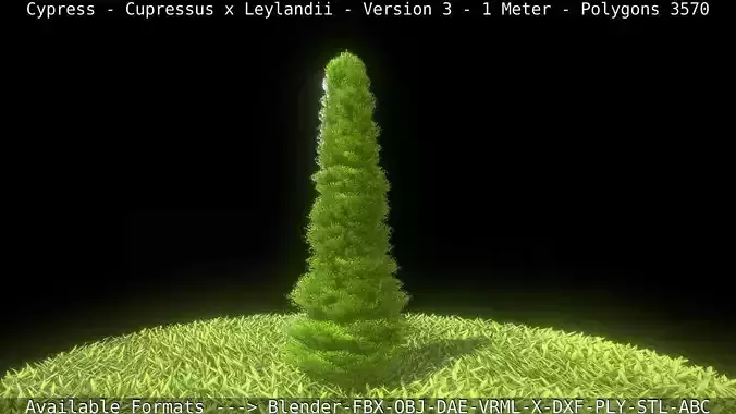  Cupressus x Leylandii - Cypress tree - Version 3 - 1 Meter Low-poly 3D model
