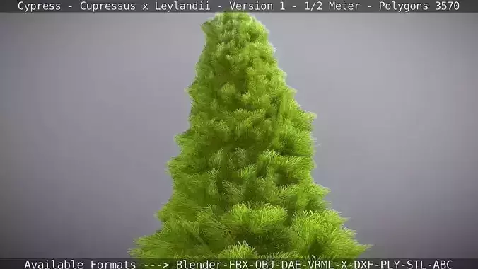 Cypress - Cupressus x Leylandii - Version 1 - 50 cm Low-poly 3D model