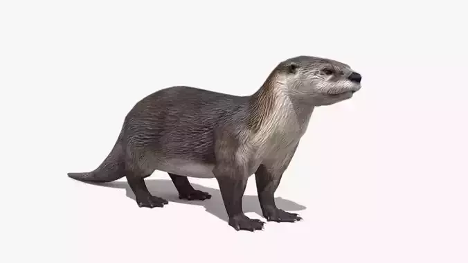 Otter