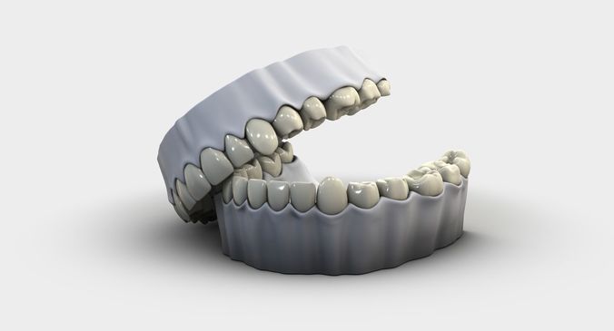 Denture tooth 3D model