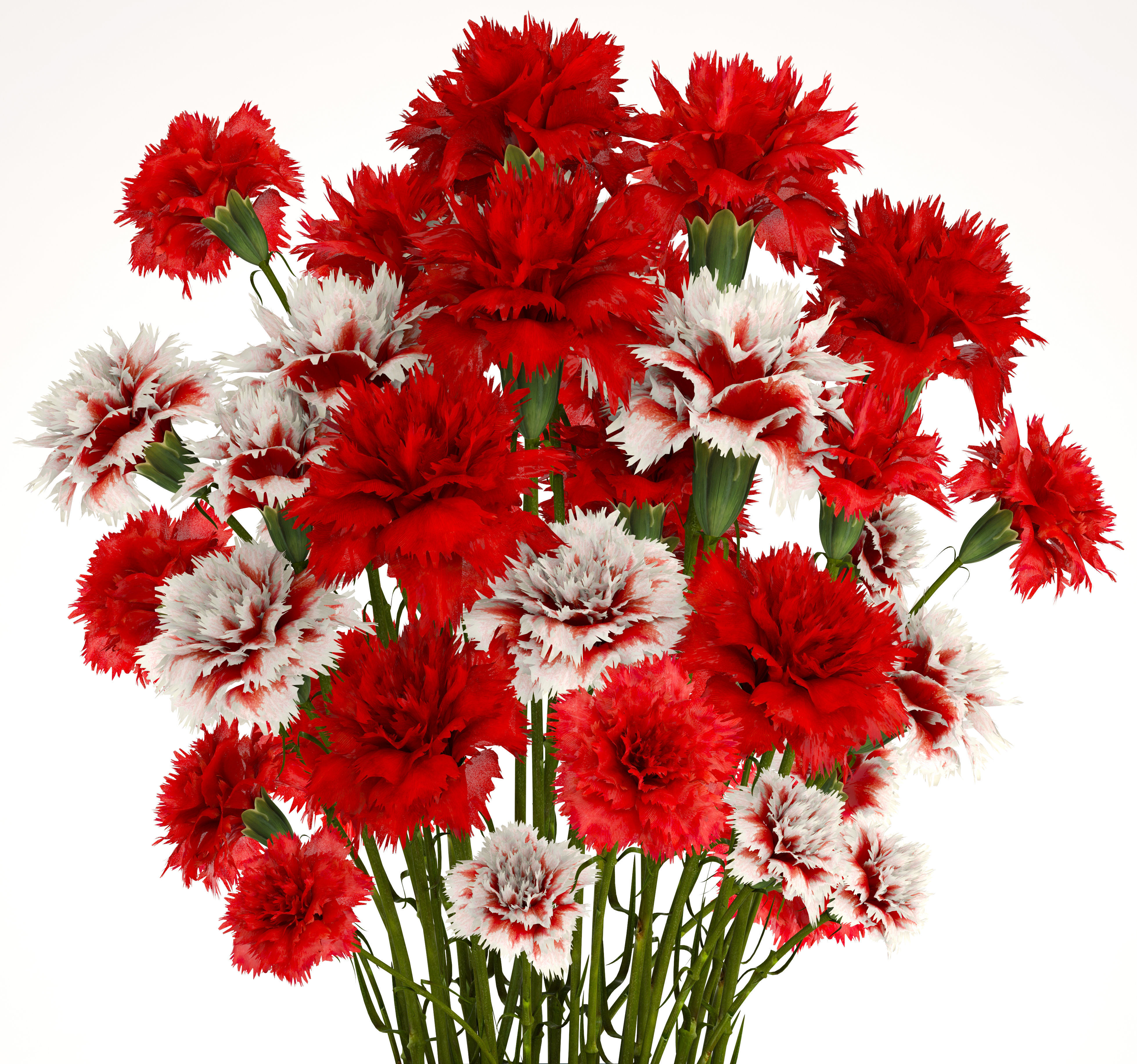 Bouquet of flowers red Carnation 3D model_1