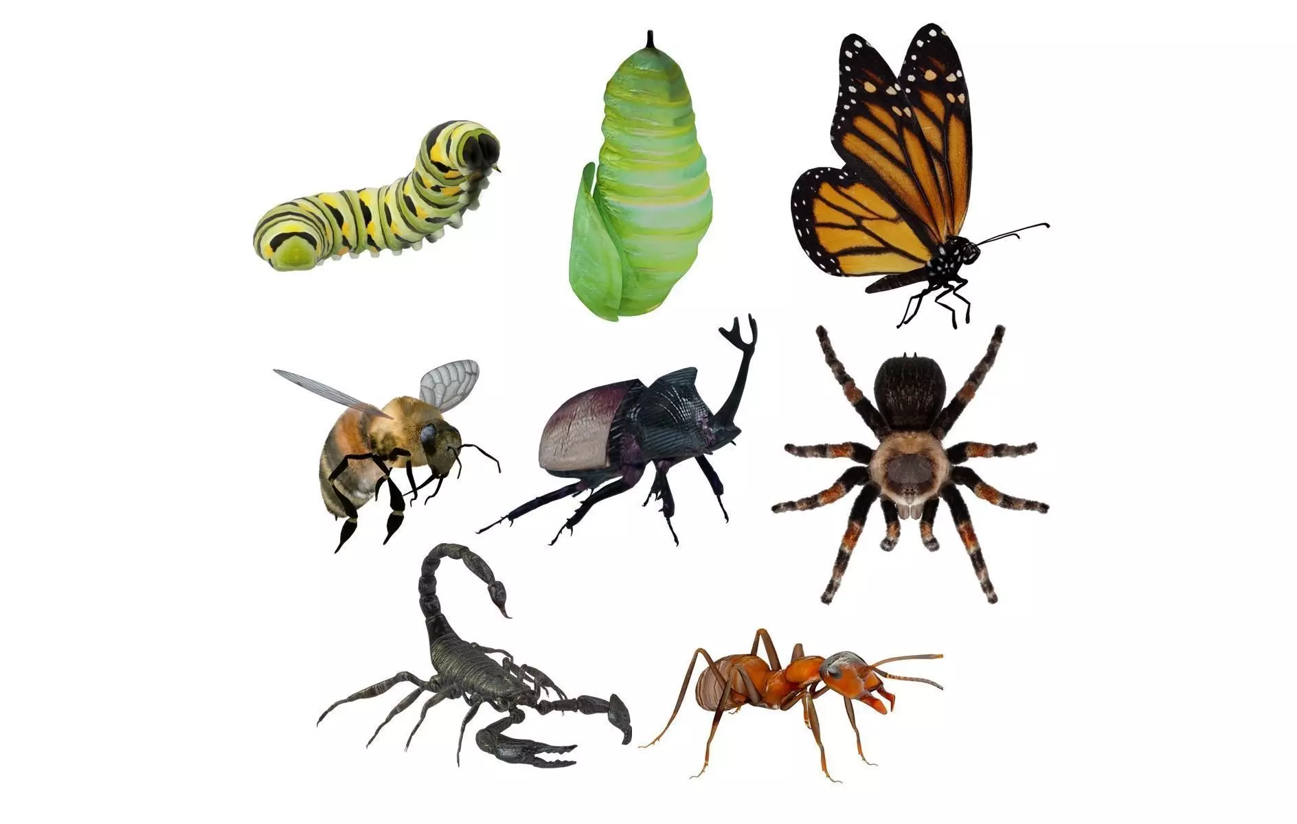 Insects Pack Ultra 3D model_0