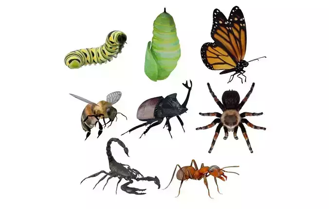 Insects Pack Ultra 3D model