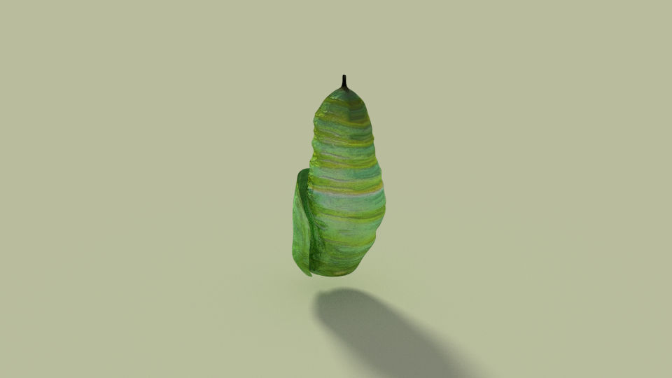 Insects Pack Ultra 3D model_5