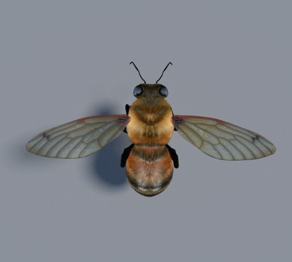Insects Pack Ultra 3D model_17