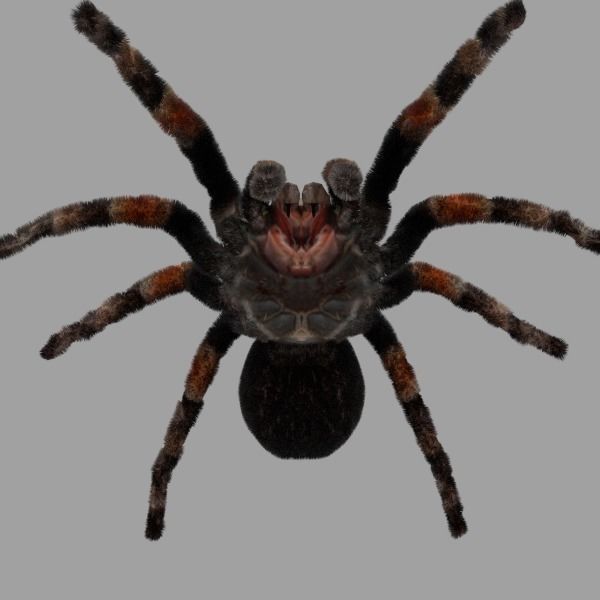 Insects Pack Ultra 3D model_23