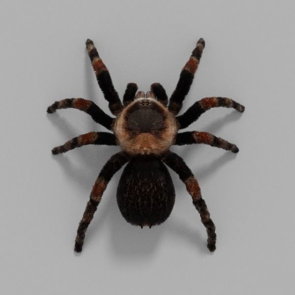 Insects Pack Ultra 3D model_22