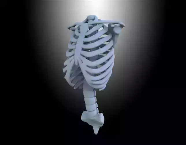 HUMAN RIBS Free 3D model