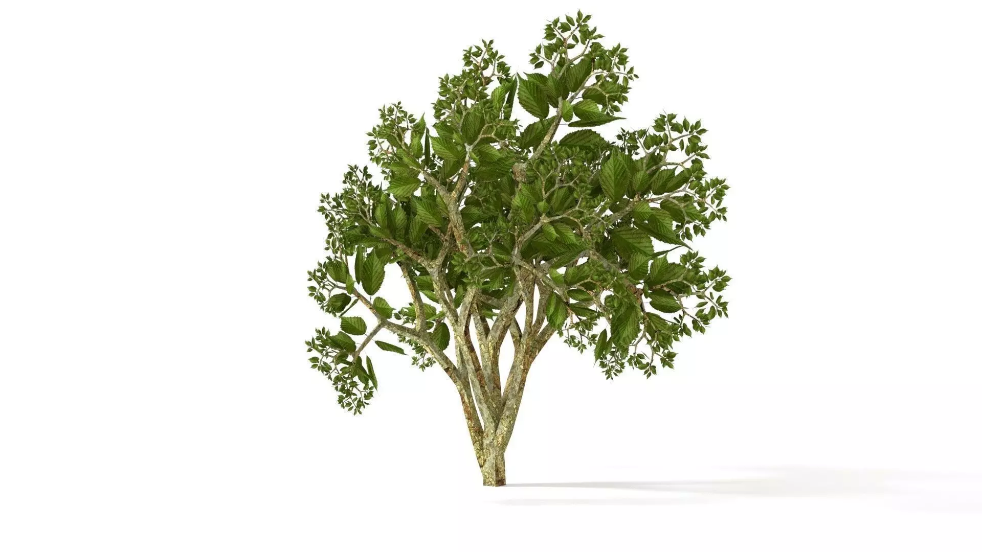 Tree - Bush 3D Model Free 3D model