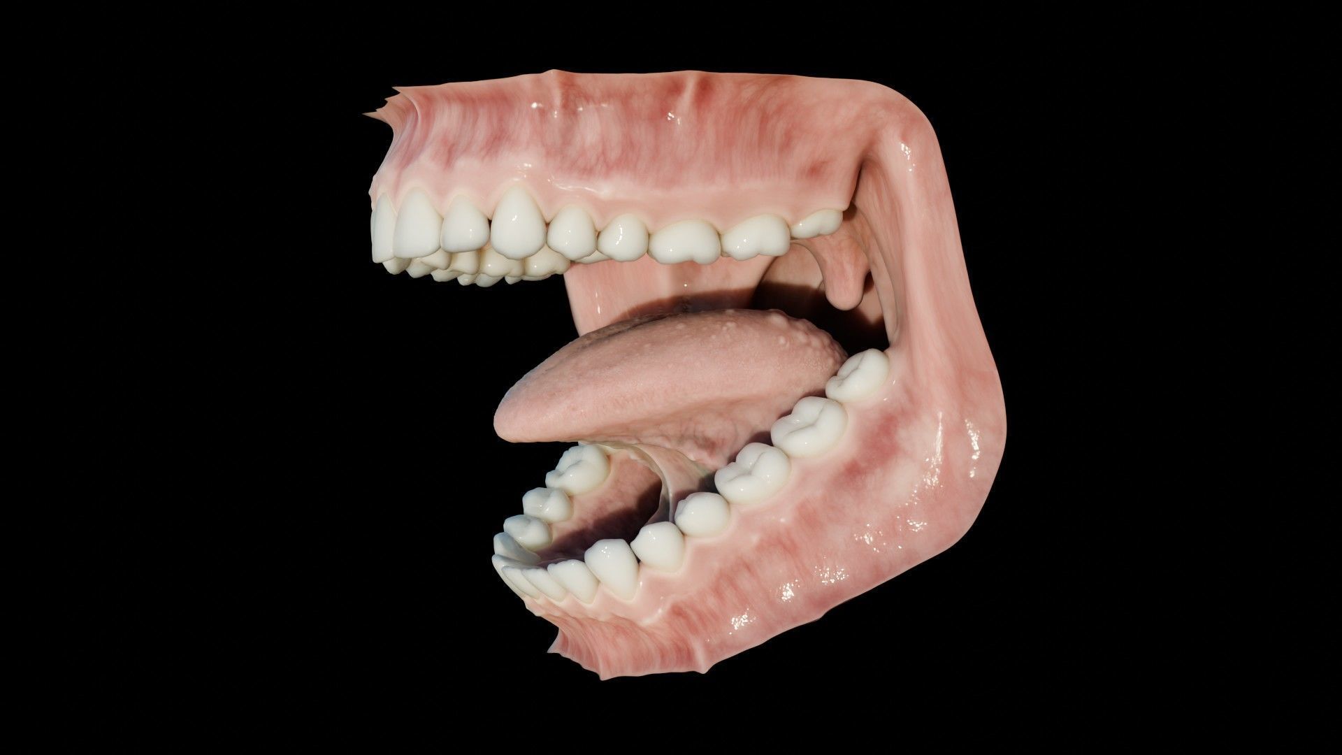 Photorealistic human mouth Low-poly 3D model_15