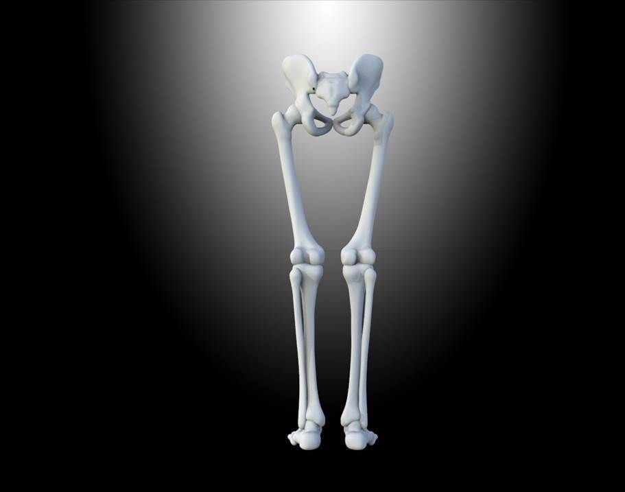 HUMAN LEGS Free 3D model_2