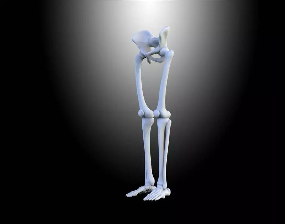 HUMAN LEGS Free 3D model_0
