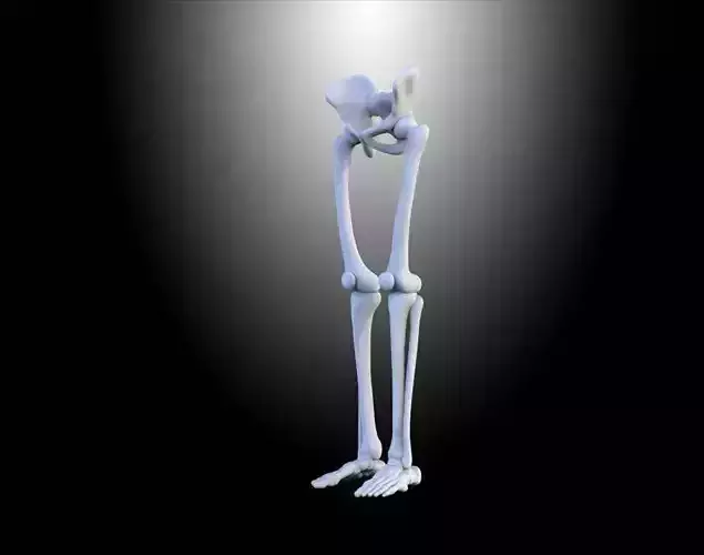 HUMAN LEGS Free 3D model