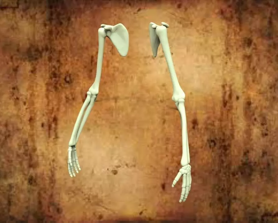 HUMAN HANDS Free 3D model_0