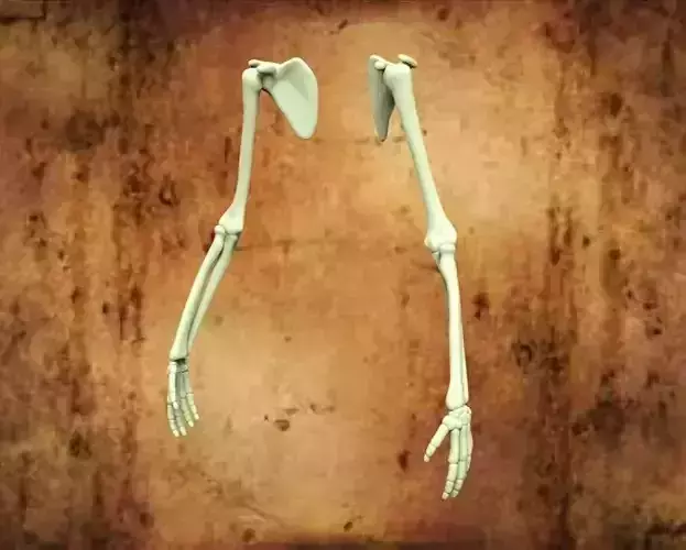 HUMAN HANDS Free 3D model