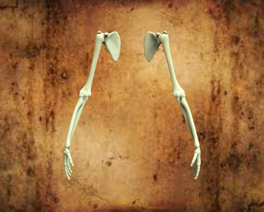 HUMAN HANDS Free 3D model_1