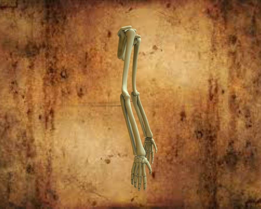 HUMAN HANDS Free 3D model_2