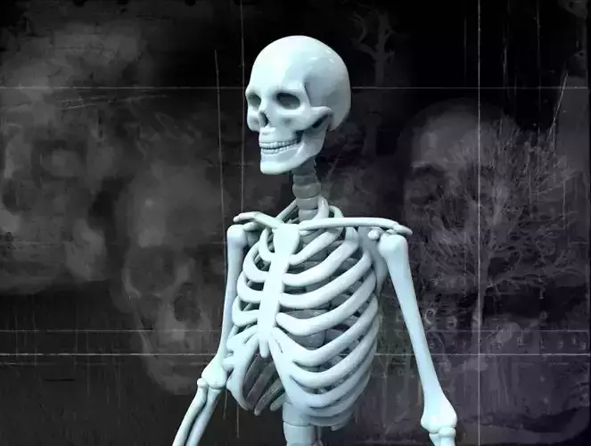 HUMAN SKELETON Free 3D model