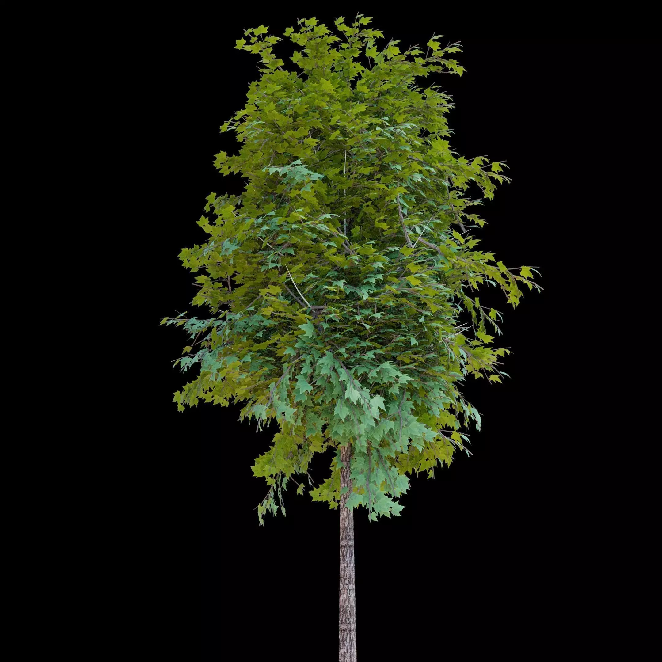 Simple Tree 3D Model Free 3D model_0