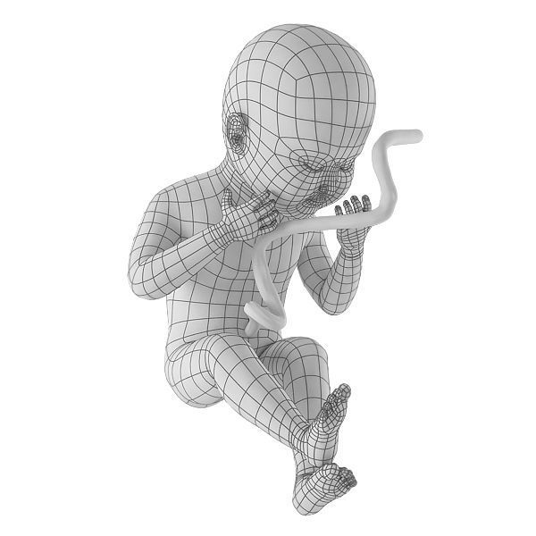 human fetus Low-poly 3D model_2