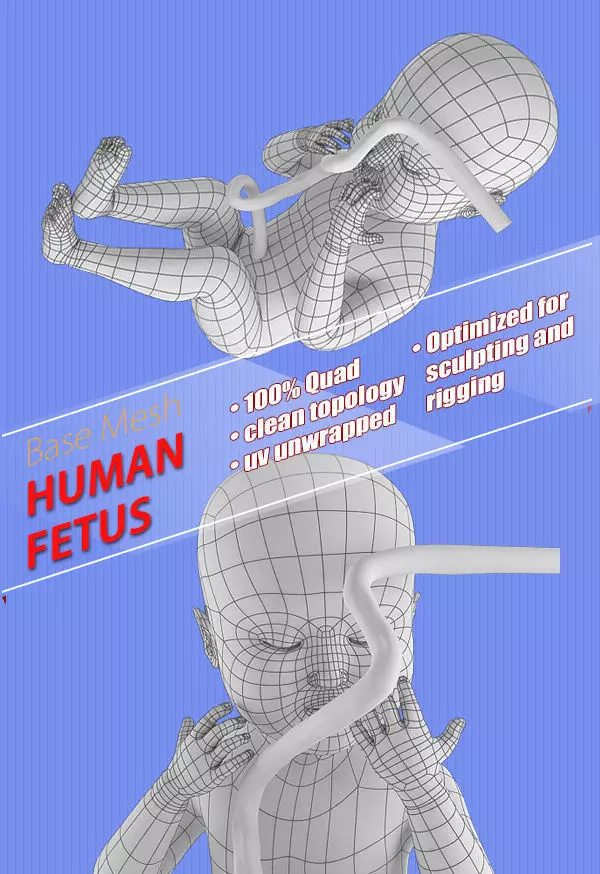 human fetus Low-poly 3D model_0