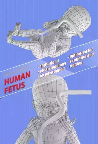 human fetus