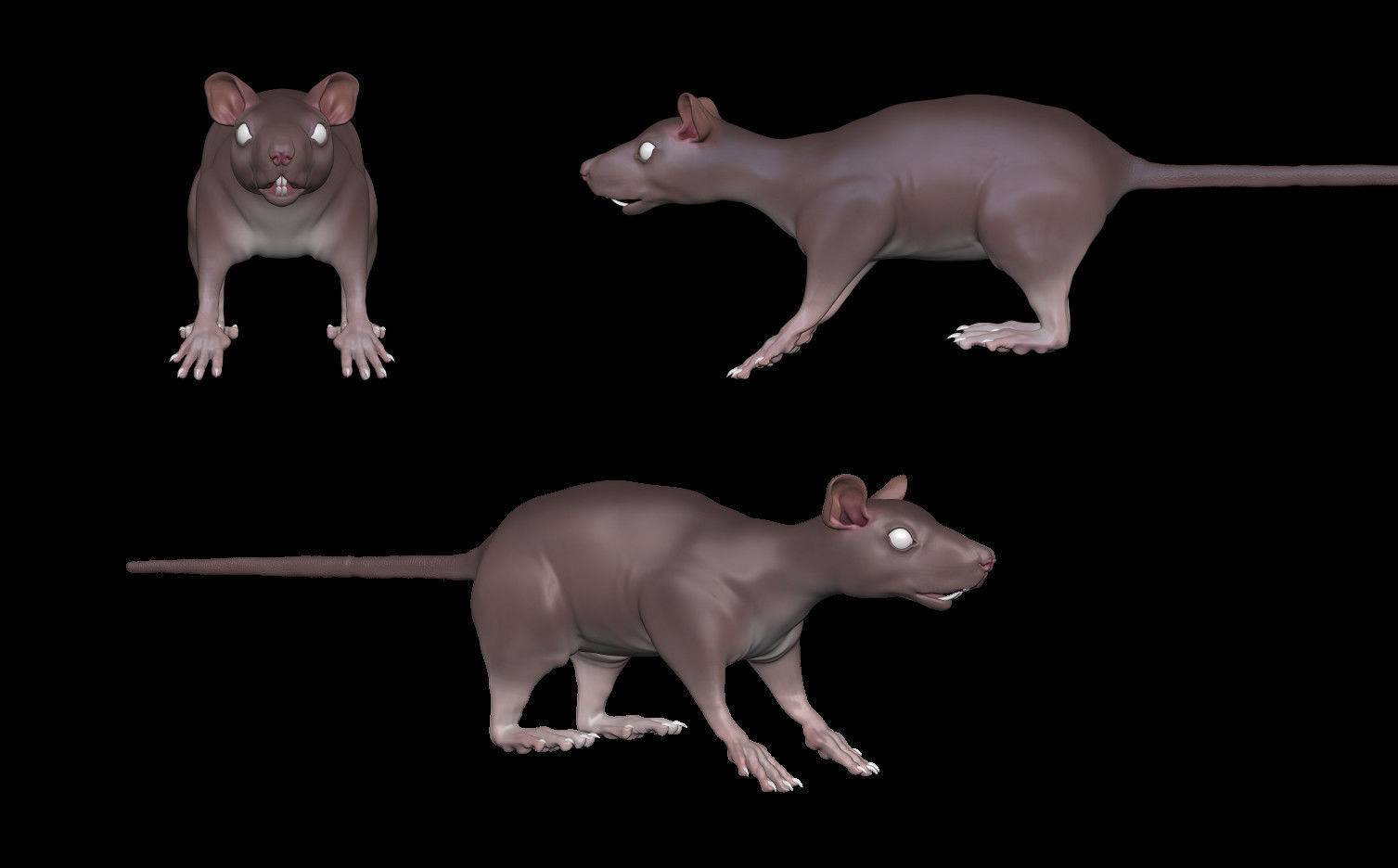 White or Brown Rat 3D model_3
