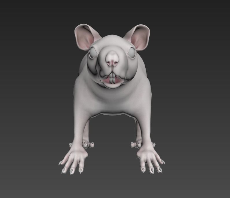 White or Brown Rat 3D model_5