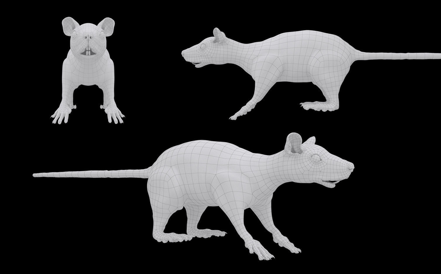 White or Brown Rat 3D model_6