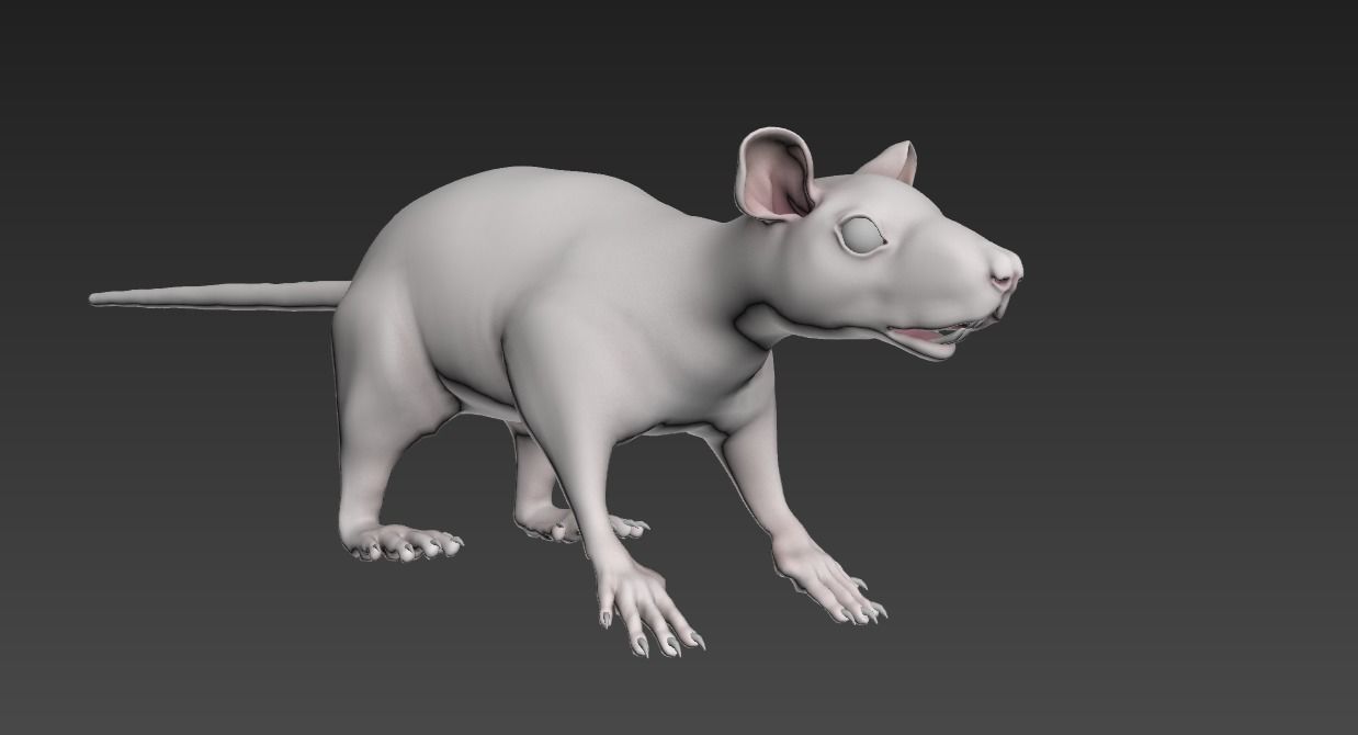 White or Brown Rat 3D model_4