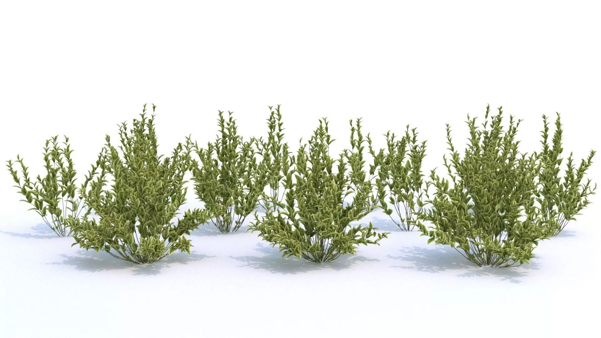 Wild Privet - Ligustrum Vulgare 3D model