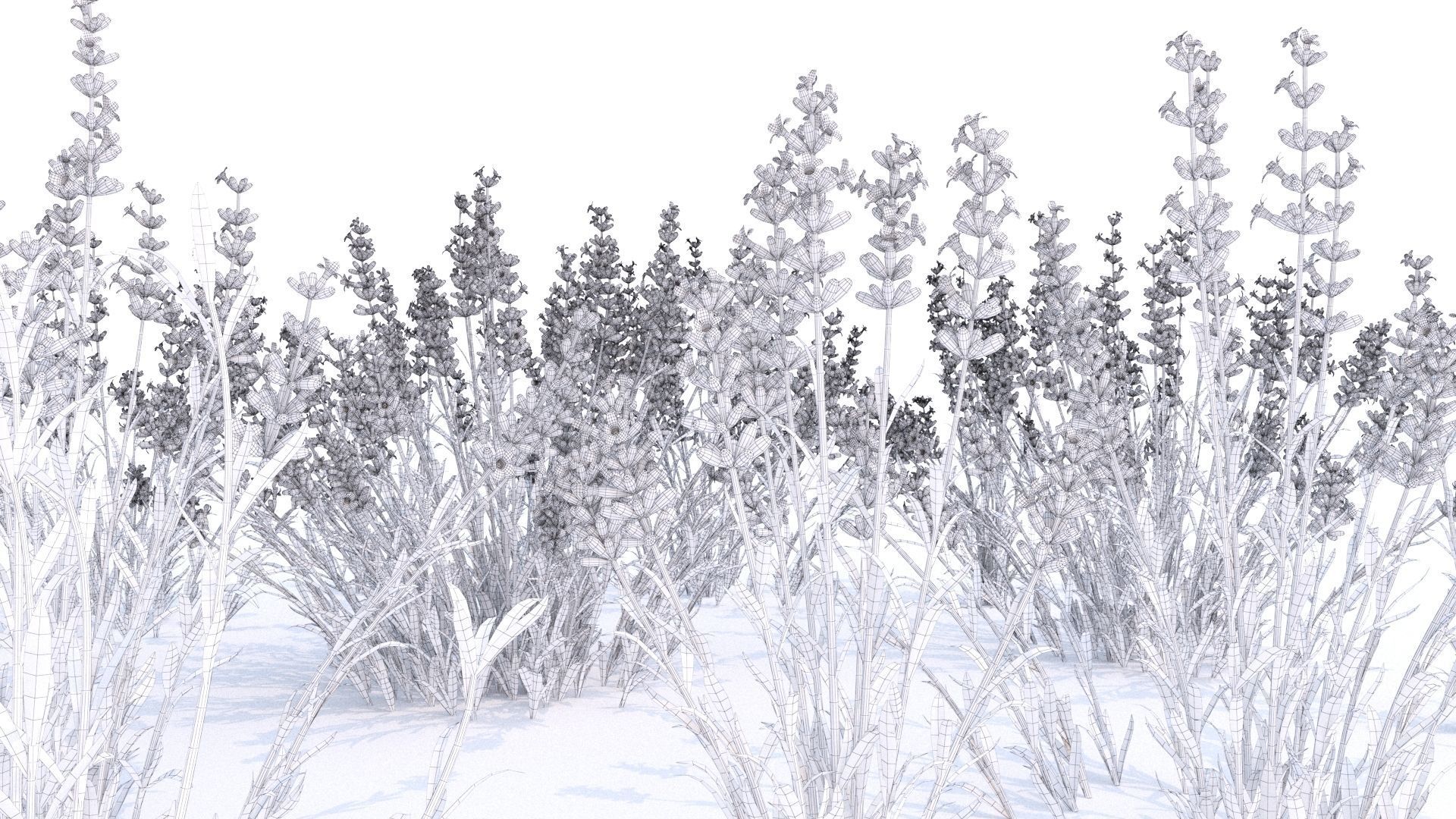 Lavender 12 variations  3D model_1