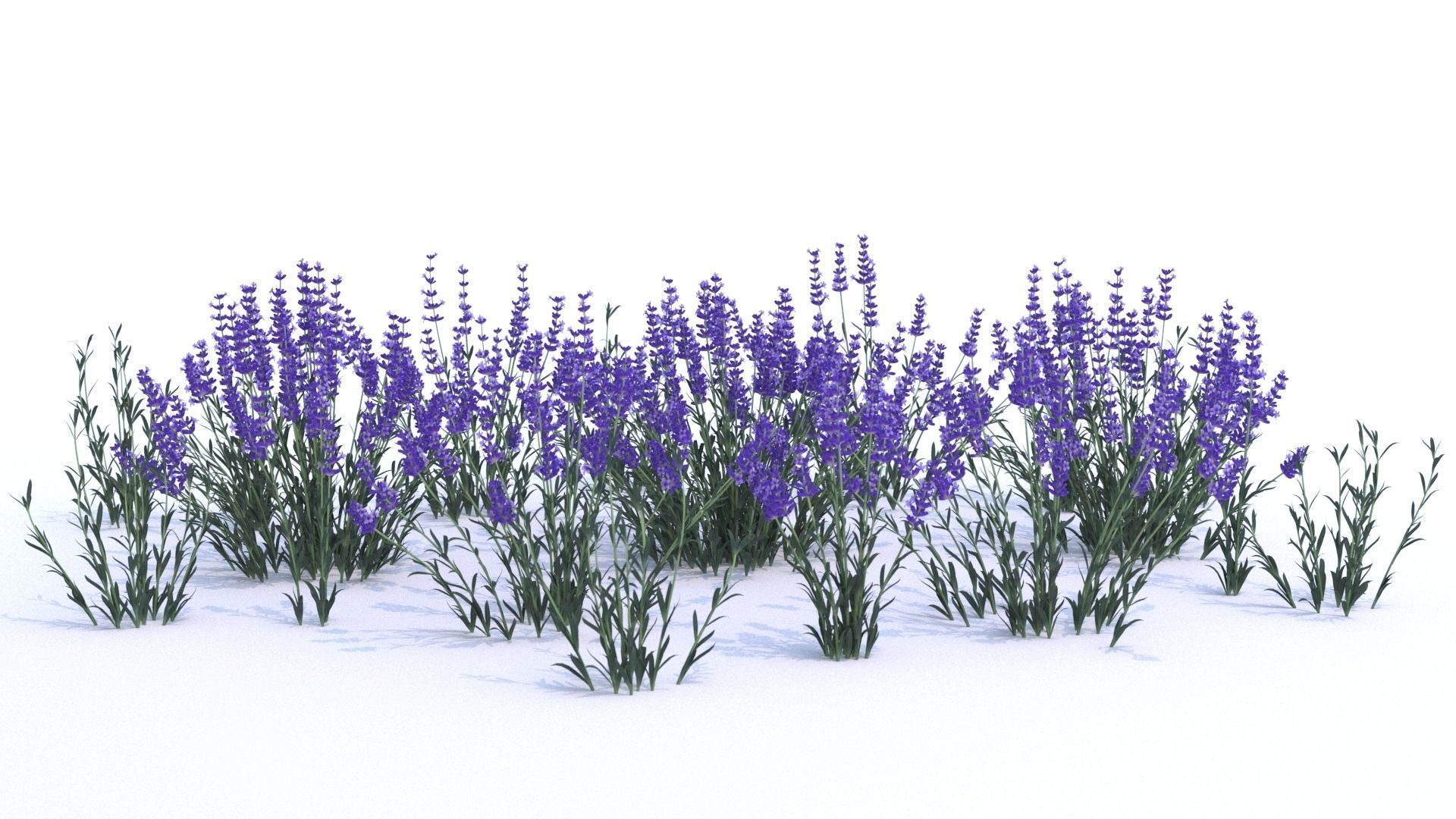 Lavender 12 variations  3D model_2