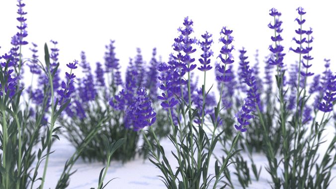 Lavender 12 variations  3D model