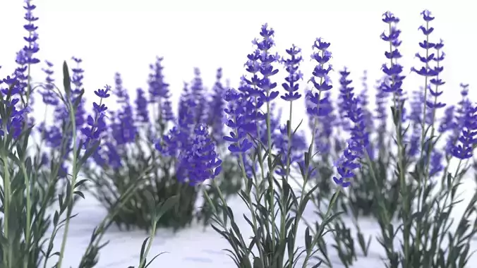 Lavender 12 variations  3D model