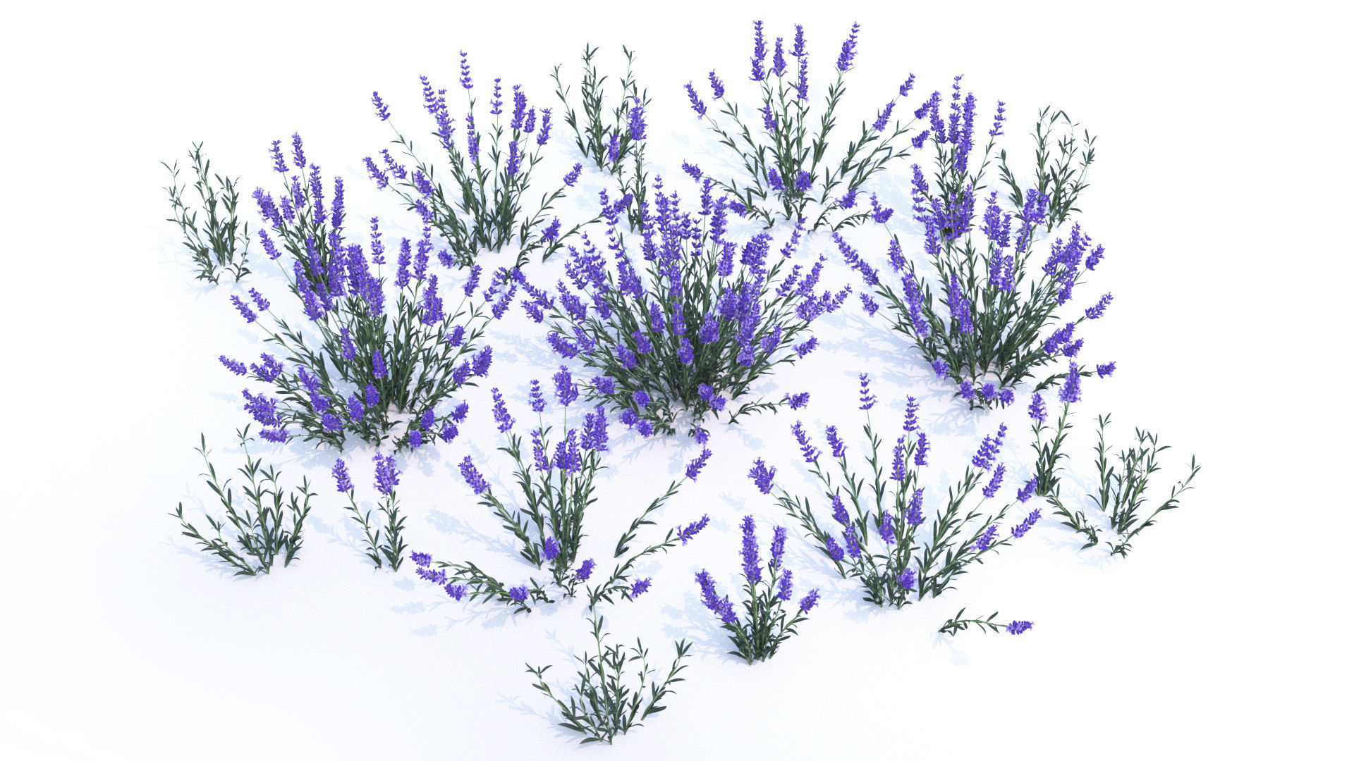 Lavender 12 variations  3D model_3