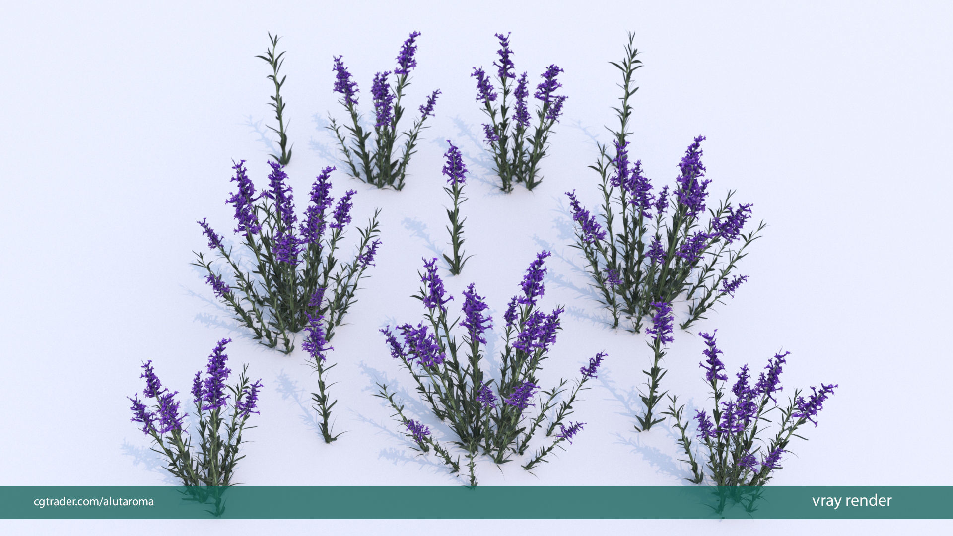 Lavender LOW POLY very detailed texture Low-poly 3D model_10